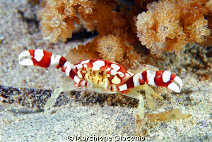 Mortal Kombat
Nikon D200, 60 micro, twin strobo
Lombok ... by Marchione Giacomo 